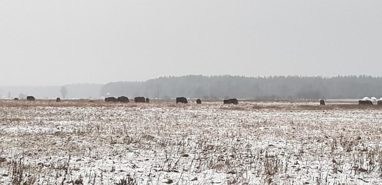 Zdalnie Z Lasu - Siedlisko W Puszczy Bialowieskiej Narewka ภายนอก รูปภาพ