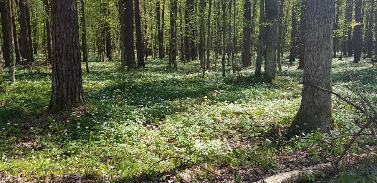Zdalnie Z Lasu - Siedlisko W Puszczy Bialowieskiej Narewka ภายนอก รูปภาพ