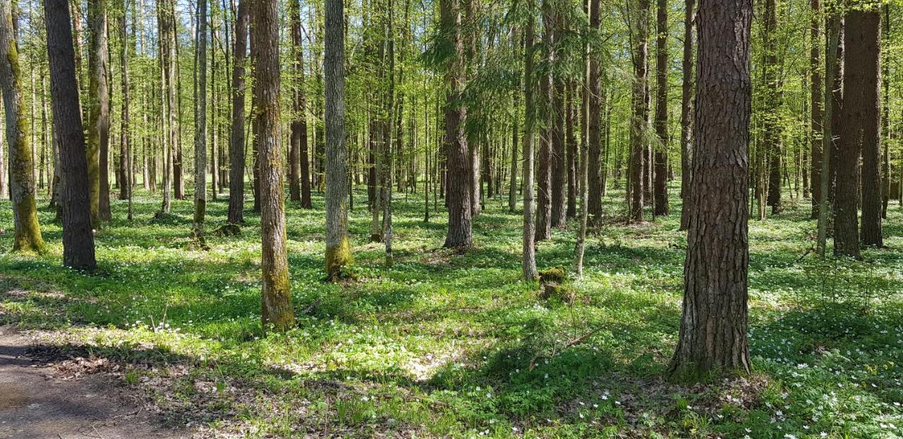 Zdalnie Z Lasu - Siedlisko W Puszczy Bialowieskiej Narewka ภายนอก รูปภาพ